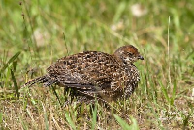 Sooty Grouse juvenile