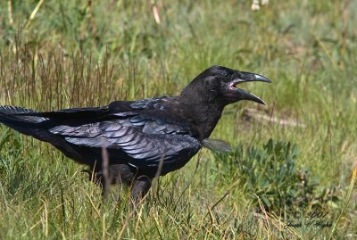 Common Raven juvenile