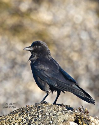 Round-headed Crow