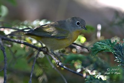 Nashville Warbler