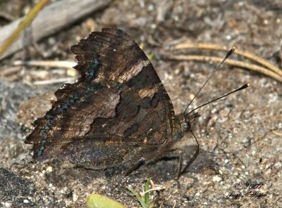 California Tortoiseshell