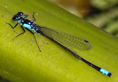 Ischnura cervula