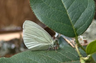 Mustard White