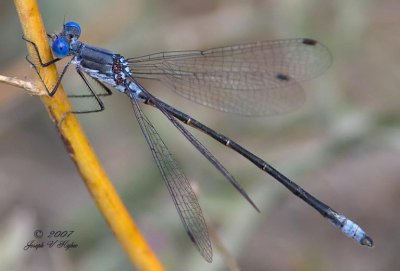 Lestes congener
