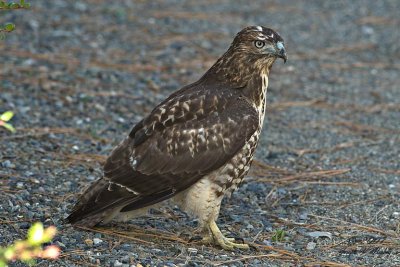 Red-tailed Hawk juvenile