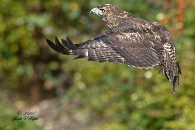 Red-tailed Hawk juvenile