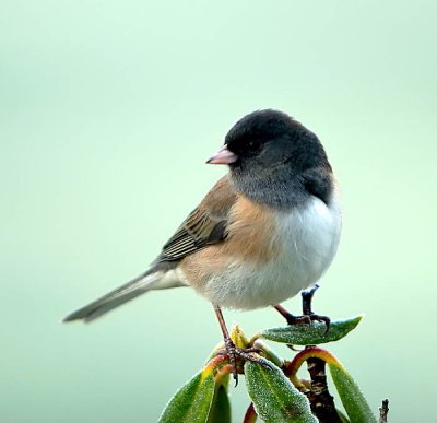 cold birdy.jpg