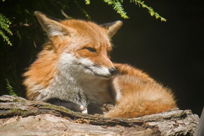 Fox