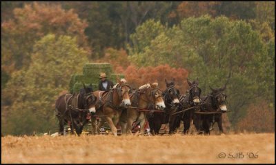 Amish Hay '06