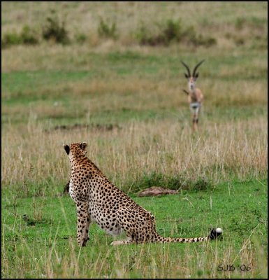Cheetah and Thompson gazelle