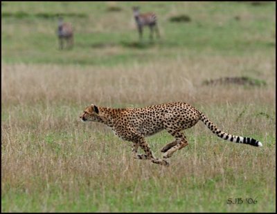 Cheetah Running2