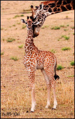 Giraffe & Calf