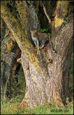 Leopard In Tree