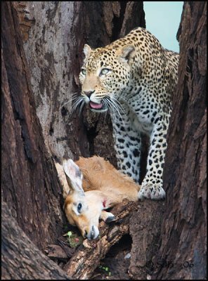 Leopard with Impalla
