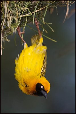 Speke's Weaver