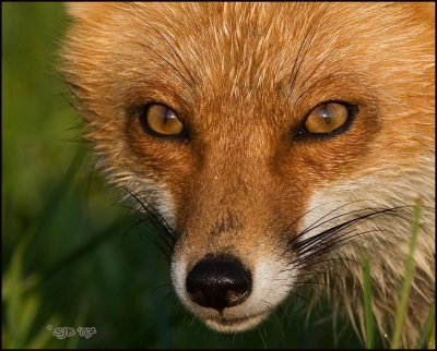red_fox_2007