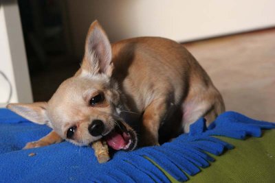 chihuahua's teeth - chewing is my hobby!