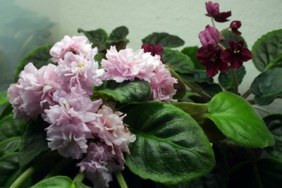 African Violet Collection
