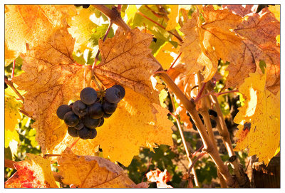 Backlit grapes and leaves - Healdsburg