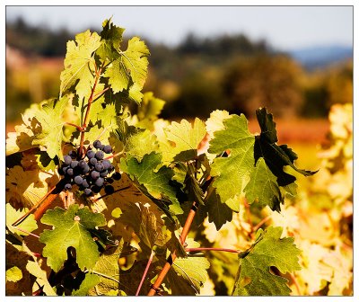 Fall colors in the vinyard
