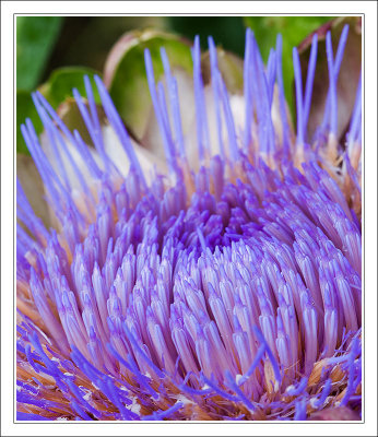 Artichoke Flowering