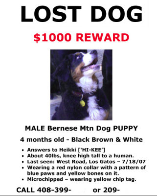Lost Dog.jpg