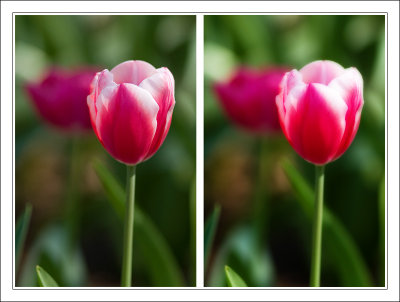 Tulip-sharpandsoft.jpg