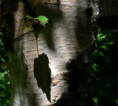 Birch leaf shadow on bark