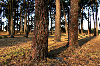 Pines on Grange Reserve glowing at the end of a hot day
