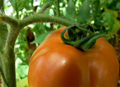 Franks tomato.jpg