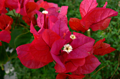 The sun has gone but this rampant bougainvillea  still radiates her warmth