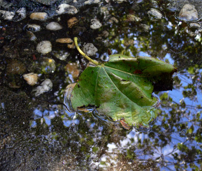 fallen leaf - wet path - sky bound