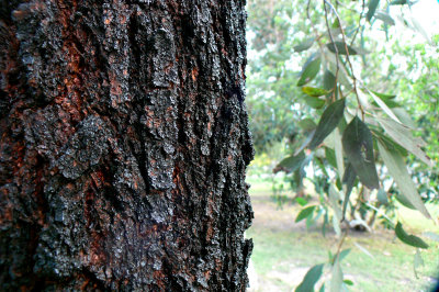  Iron bark ( Eucalyptus sideroxylon )