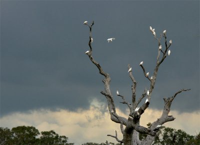 Down they drop like snow descending, Clouds of cockatoos. - Banjo Paterson