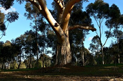 A tree weaves a story,  a history of time.
