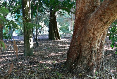 The tree of love its roots hath spread