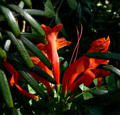 Tecoma flower sets the garden on fire