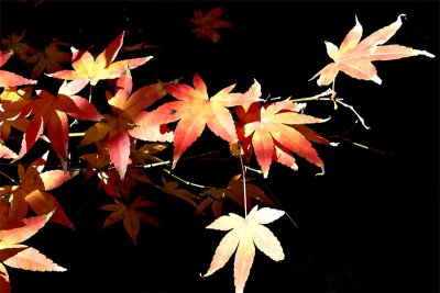 A maple leaf - touching other leaves - before the ground   --  Andre Surridge