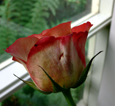 The rose speaks of love silently, in a language known only to the heart. -Unknown