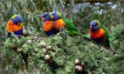 Rainbow lorikeet mating pairs stay together for life