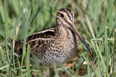 Wilson Snipe 