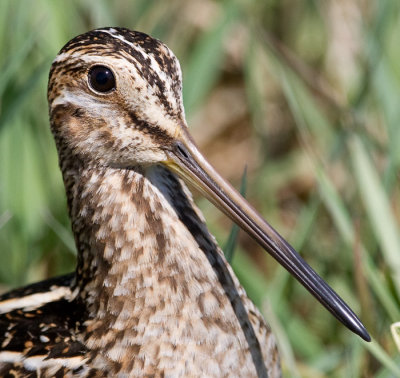 wilson snipe 4