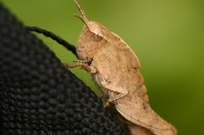 leafhopper 4