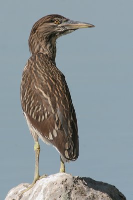 juvenile black-crowned night heron 80