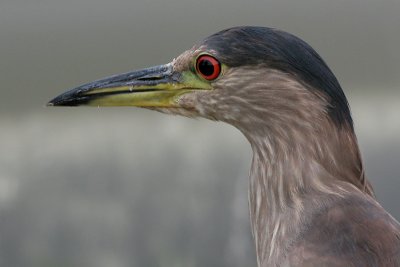 immature black-crowned night heron 164