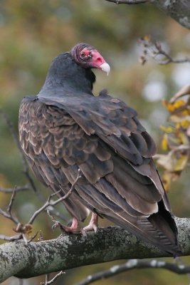 turkey vulture 47