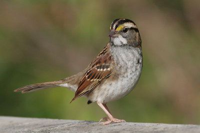 white-throated sparrow 19