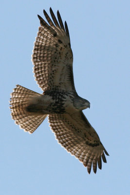 red-tailed hawk 26