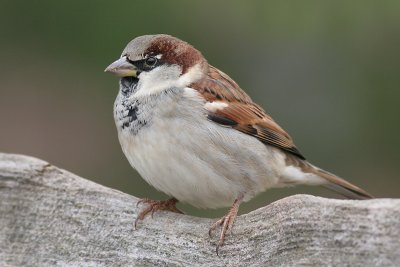 house sparrow 19