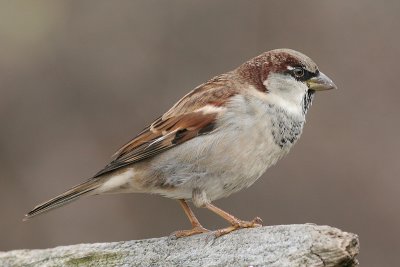house sparrow 21